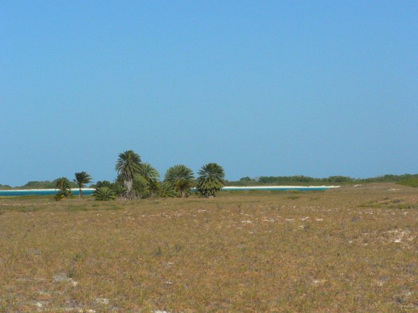 87- Une palmeraie 